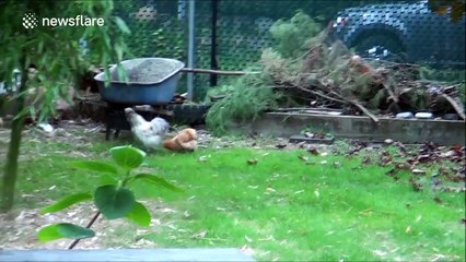 Chicken thinks he's a dog