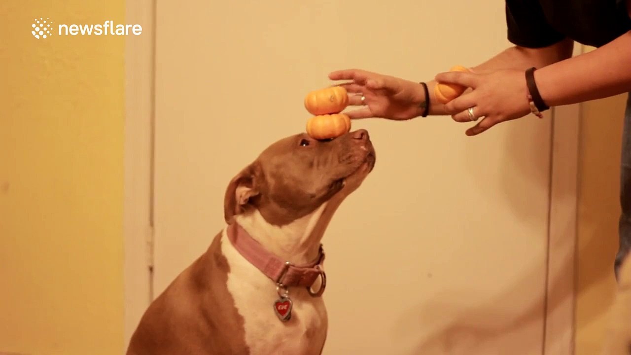 Pit bull can balance four pumpkins on her nose