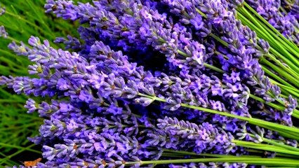 Bright Colors - Purple 1080p HD - YouTube