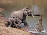 Crocodile attacks and Kills zebra, Buffalo,elephant