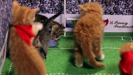 Rugby : des chatons rejouent le match France - Nouvelle-Zélande !