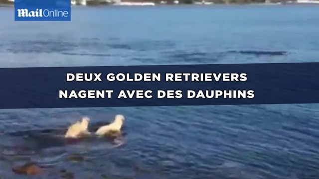 Deux golden retrievers nagent avec des dauphins