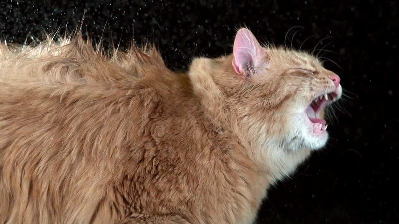 Shake Cats - Des chats secouant leurs têtes
