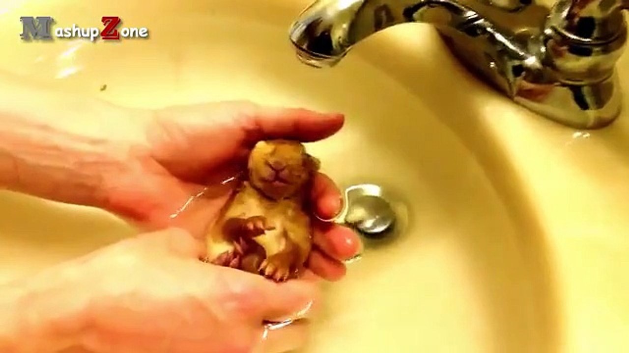 Baby Animals - A Cute Animal Video