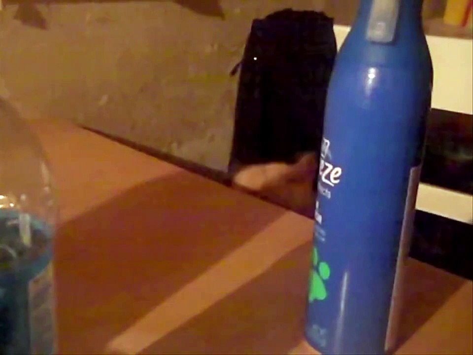 ESTE GATO ESTORNUDA SIN PARAR.POBRE! humor gatos - video divertido gatos chistosos