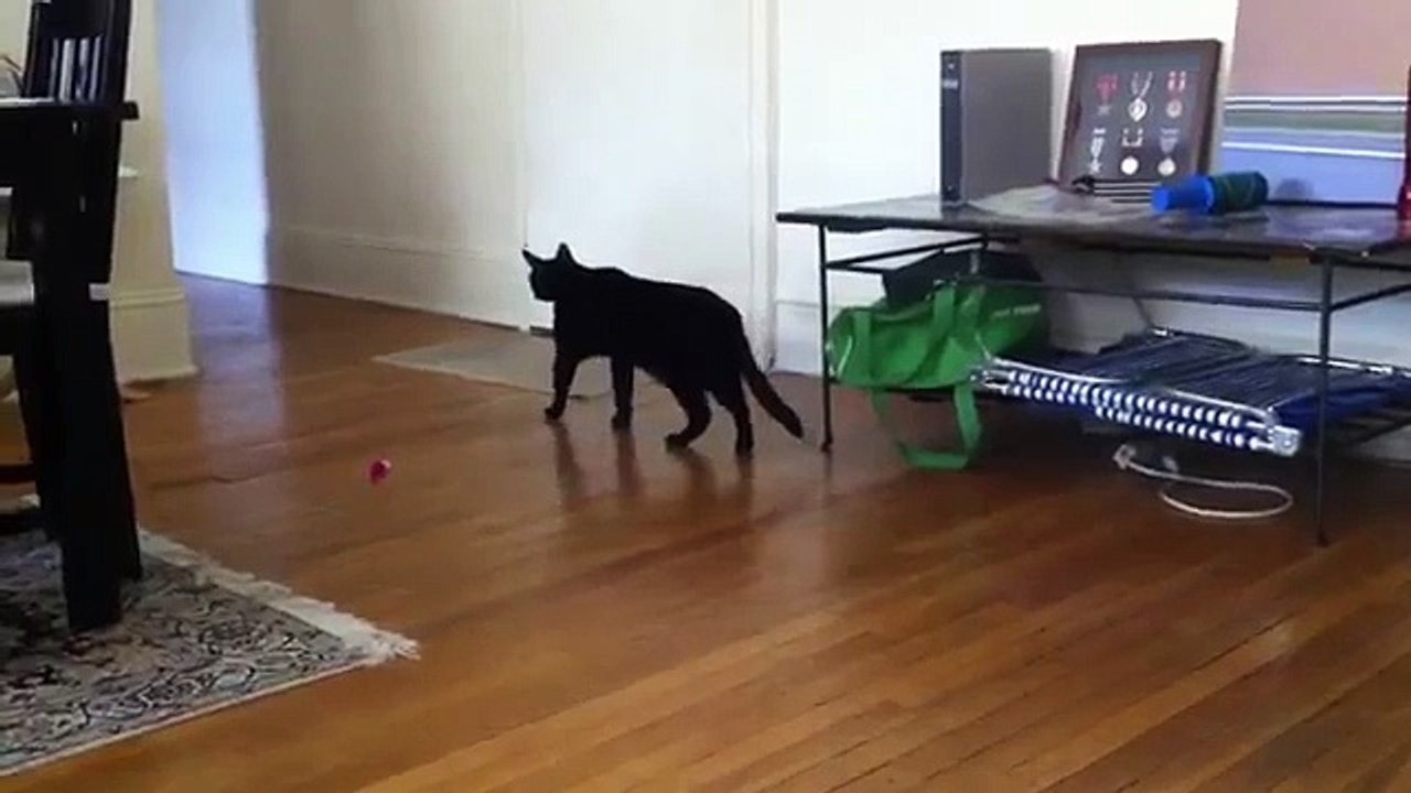 Este Gato No Anda Apurado! ★ humor gatos - video divertido gatos chistosos risa gato