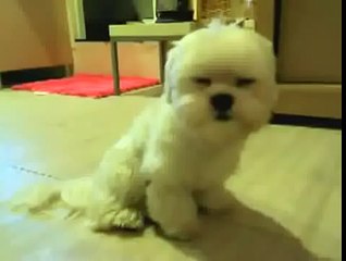 Este Perro Se Duerme Parado ★ Perros Locos Humor Divertidos Chistosos risa