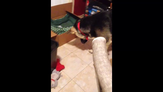 Ce chien essaie d'attraper son ombre et de l'attaquer