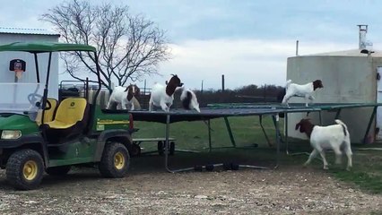 Watch What These Goats Do When The Farmer's Out of Town