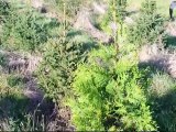 Side By side   Spruce trees and Green Giant Arborvitae