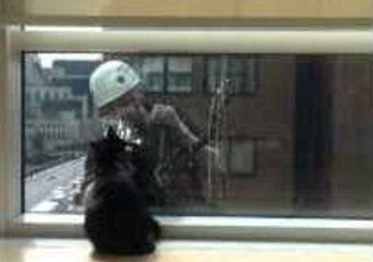 Housecat Reunited With His Window-Cleaning Buddies