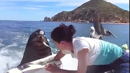 Feeding the Sea Lions