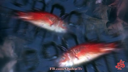 Ali Etemadi ~AZ TU DOORA