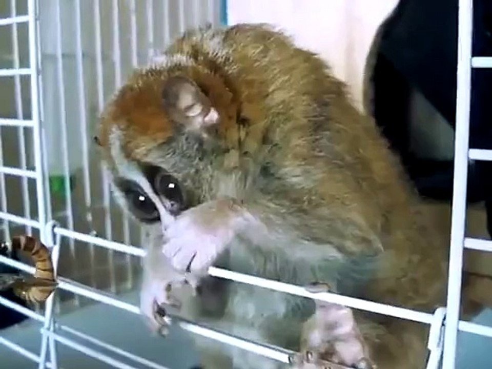 Cute Slow Loris