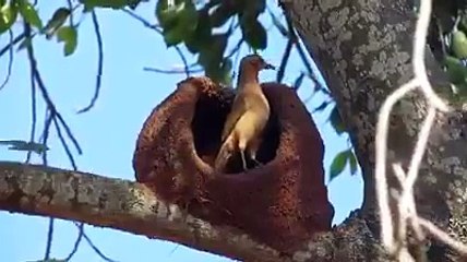 making nest nest is best