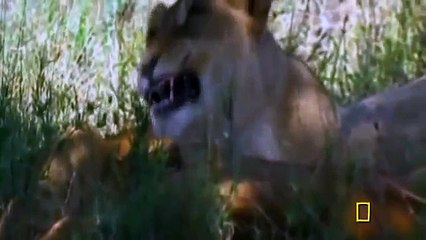 HIENAS ENFRENTAN A LEÓN BLANCO - Documental de Leones - WILD