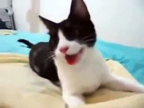 Кот, воспитанный собакой, и вот что получилось реальный кото