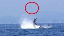 Whale Kicks Seal 80 Feet In The Air | What's Trending Now