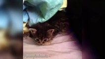 Top 10 Kitten Yawns - Cutest Kittens Yawns - Cat Fails - Lovely Cat Compilation HD 2015