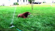 Funny Dogs vs Sprinklers Compilation 2013 [HD]