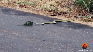 Boomslang Snake Kills a Chameleon Quickly & Swiftly