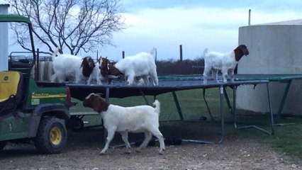 Watch What These Goats Do When The Farmer&#39;s Out of Town