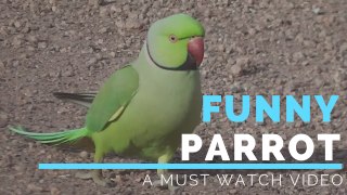 Funny Parrot Video