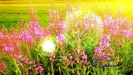 instrumental, Melodia para Dormir, Pensar, Estudiar, Meditar, Instrumental