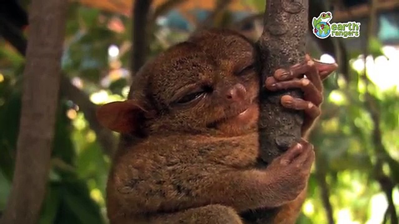 Funny Talking Animals