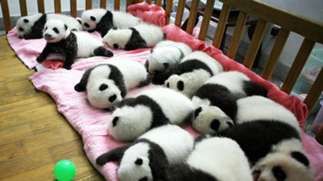 Bumper crop: Six pairs of panda twins born in China