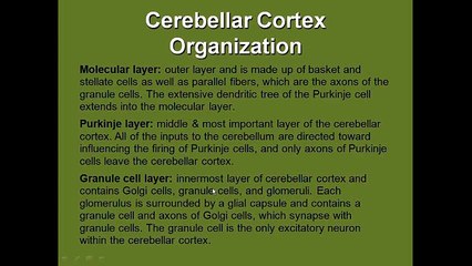 Cerebellar architecture