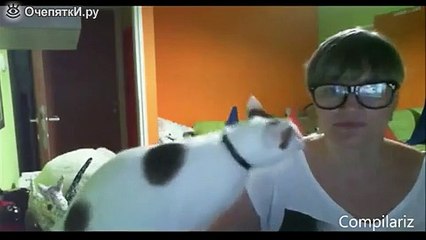 Ну, очень ласковые кошки!