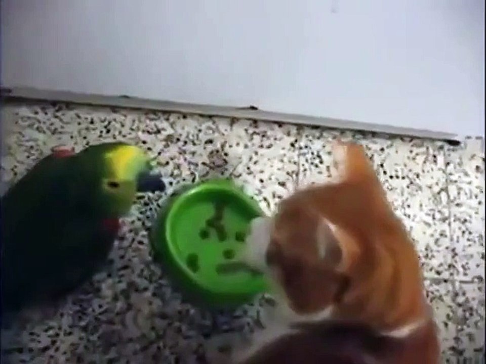 Попугай веселится, и получает от кота! (очень смешно)