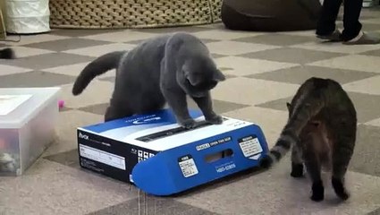 Приколы с животными (Коробка - ловушка для кота)