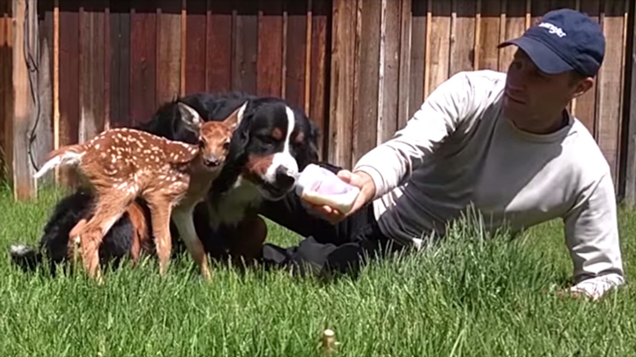 Man Rescues And Helps Injured Baby Deer | What's Trending Now