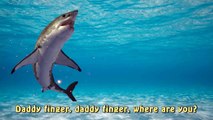 Finger Family Shark Family Nursery Rhyme | Animal Finger Family | Fish Finger Family for c