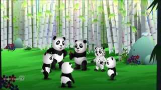 Finger Family Panda | ChuChu TV Animal Finger Family Songs & Nursery Rhymes For Children
