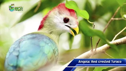 Top Ten Weirdest Looking National Birds