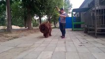 Red chinese tibetan mastiff - the Real King!