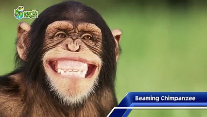 What Animal Do You Smile Like ??