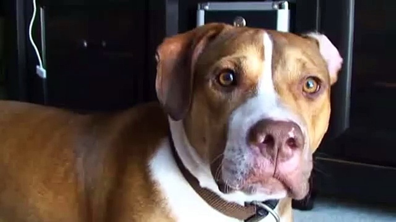 Funny Cat Slaps Dog