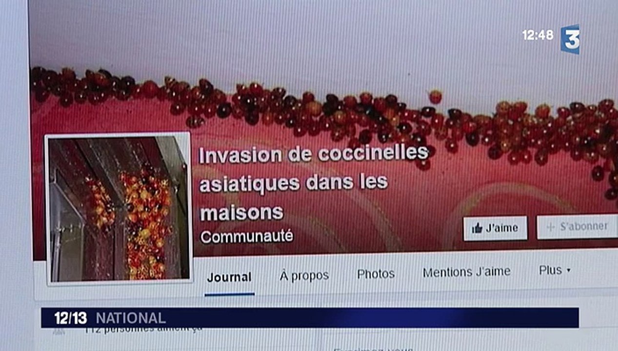 Les coccinelles asiatiques envahissent le Jura