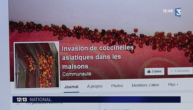 Les coccinelles asiatiques envahissent le Jura