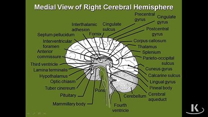 Cerebal Cortex