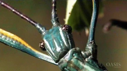 Life Stories 5of9 Loving For Life 720p