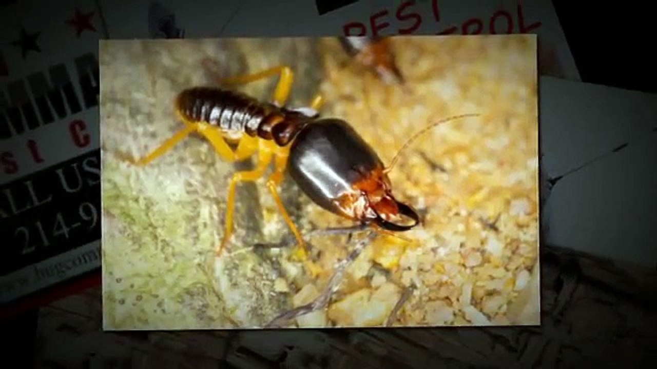 Termite Pest Control Frisco TX _ Call 214-919-0021