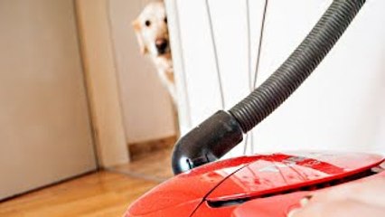 Funny Dogs vs Vacuum Cleaner Compilation 2014 [HD]