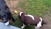 Blind Dog Plays Fetch, truly Amazing!