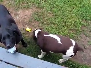 Blind Dog Plays Fetch, truly Amazing!