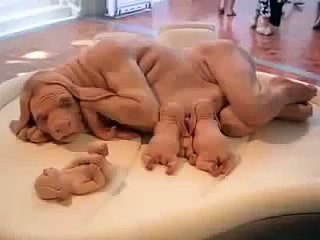 CRIATURA ESTRANHA É ENCONTRADA NA EUROPA